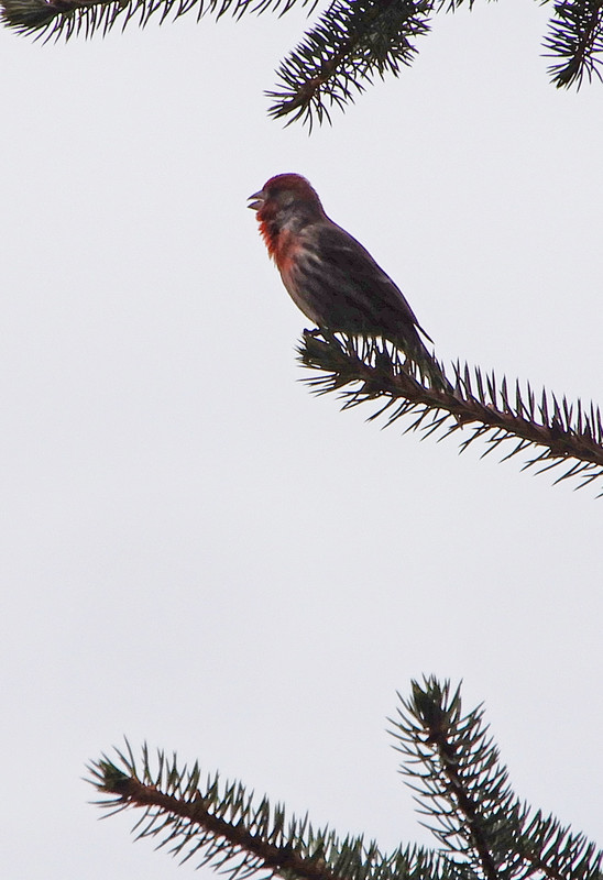 Red House Finch 