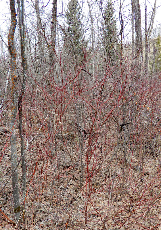Red Ossier Dogwood 