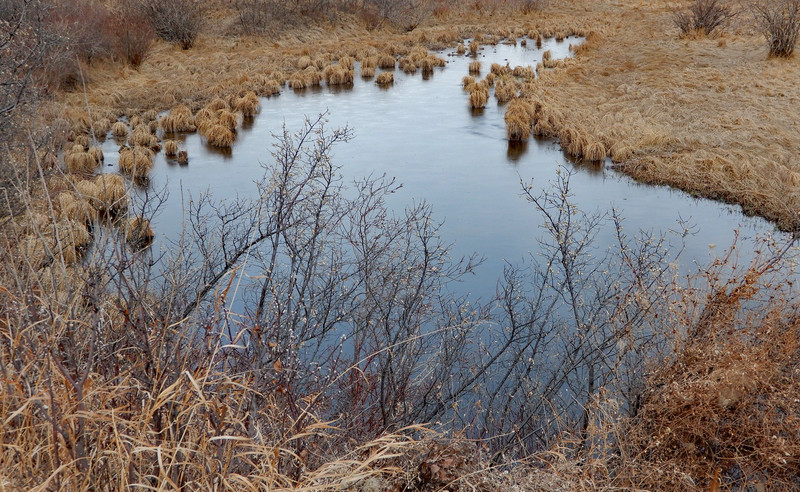  Tussocks gradually forming a marsh