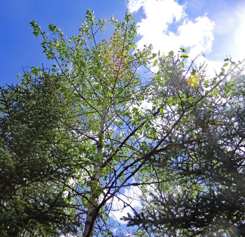 Spring foliage in a Cochrane park