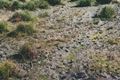 Bear tracks in creek mud 