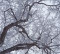Tangle of branches 