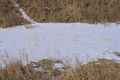 Animal tracks in still pristine snow patch