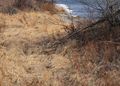 20220318110656 Bow River Pathway IMG_0583