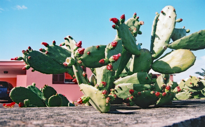 Cochineal Cactus 