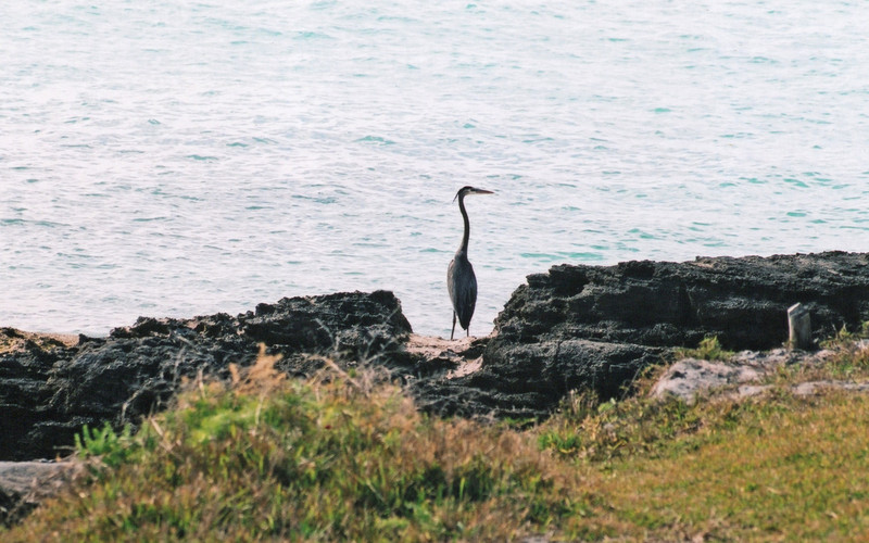 Heron surveying the sea