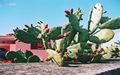 Cochineal Cactus 