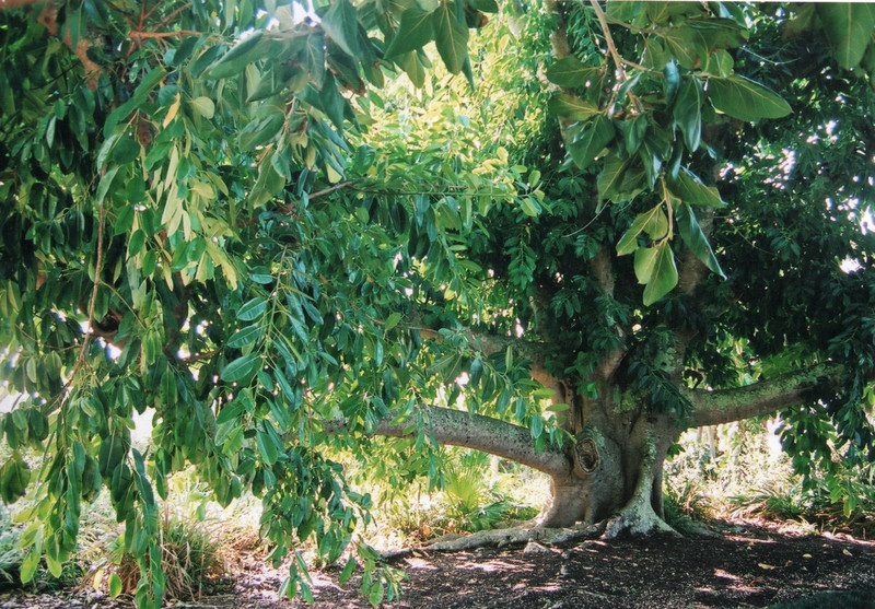 India Rubber Tree 