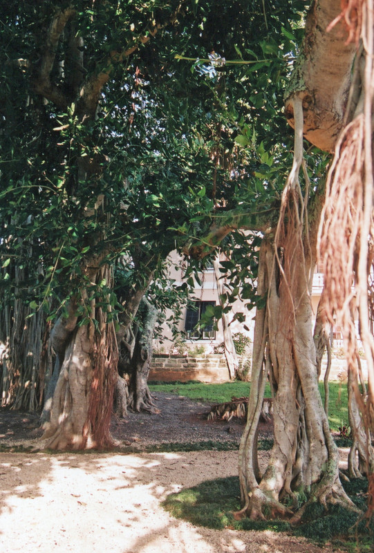 Banyan Tree 