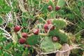 Prickly Pear 