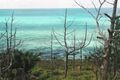 Bermuda cedars killed by blight 