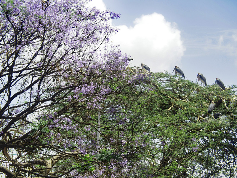 Maribou Storks in Jacaranda tree