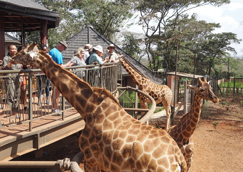 Busy day at the Giraffe Centre 