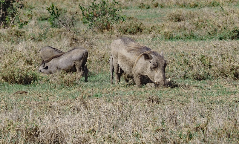 Warthogs  
