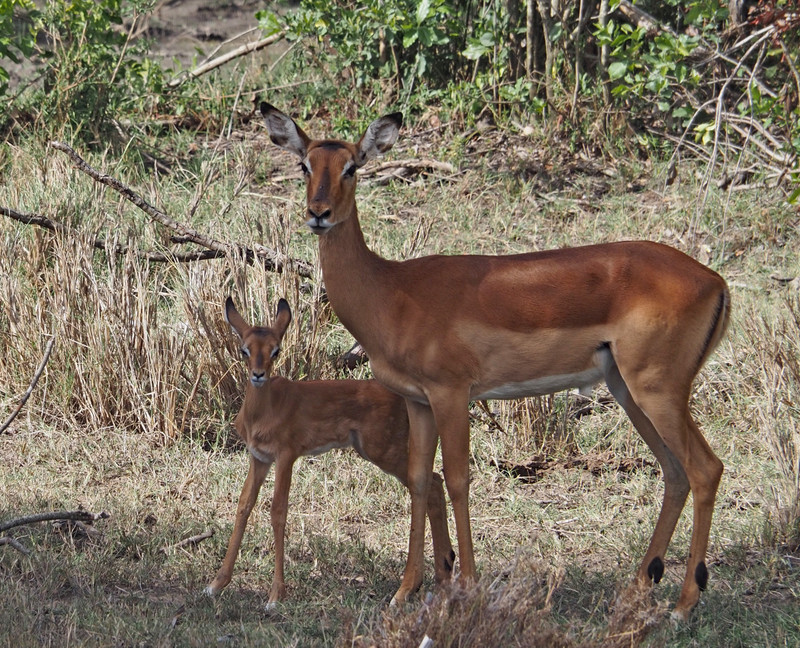Impala and baby