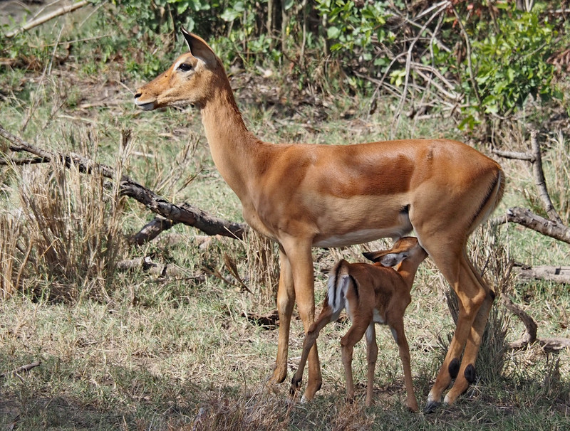 Baby impala feeding 