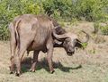 Cape Buffalo 