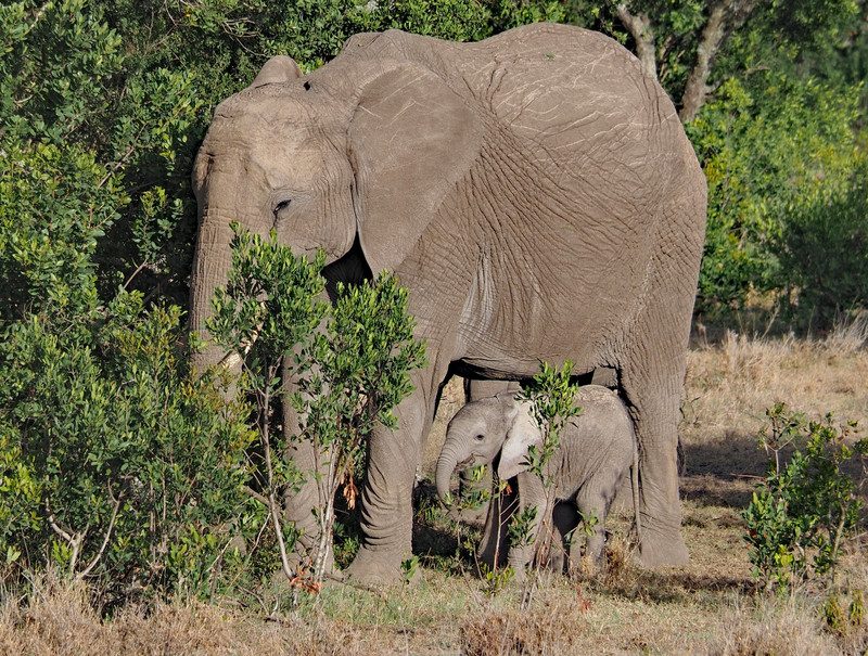 Elephant calf 