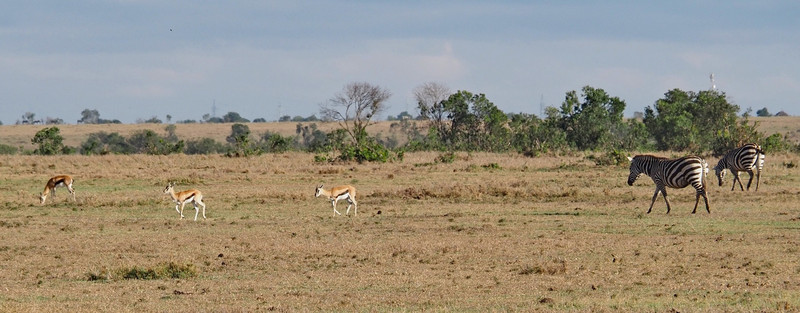 Thomson Gazelle with Common Plain Zebras 