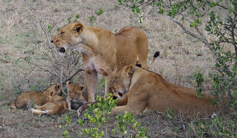 Lions and cubs 