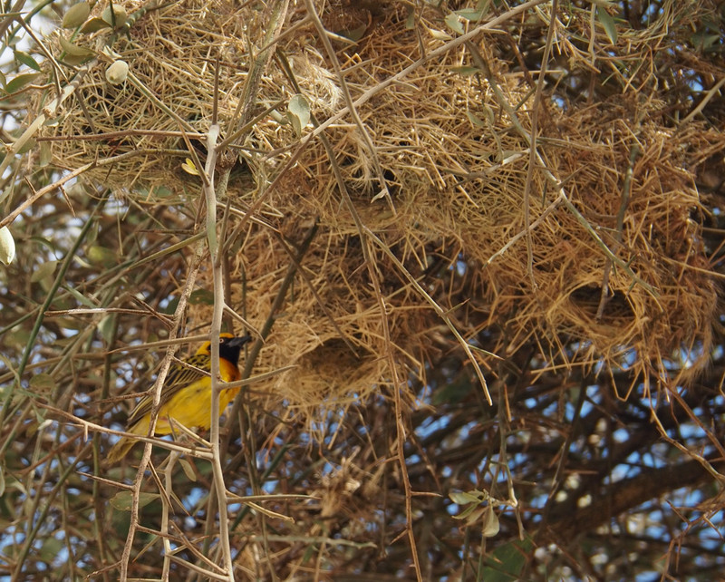Weaver nests 