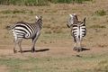 Zebras swishing their tails