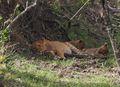 Lion and drowsy cubs 