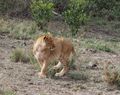 Lion checking its surrounds