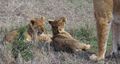 Kittenish cubs