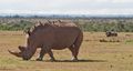 White Rhino with co-dependent Oxpeckers 