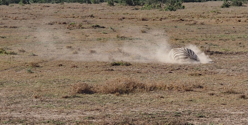 Zebra wallowing 