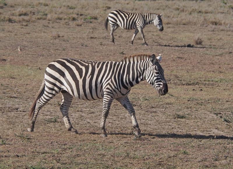 Dusty zebras 