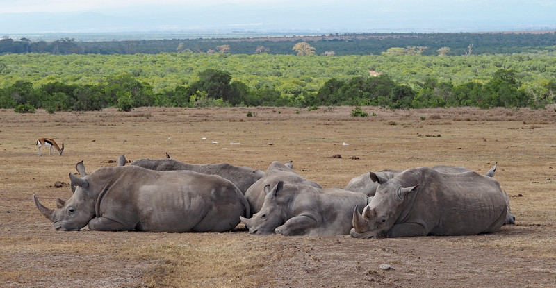 A crash of Southern White Rhino 