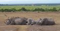 A crash of Southern White Rhino 