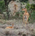 Baby impala 
