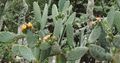 Huge flowering cactus