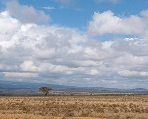 Kenyan landscape 