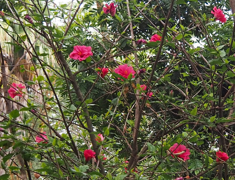 Hibiscus tree