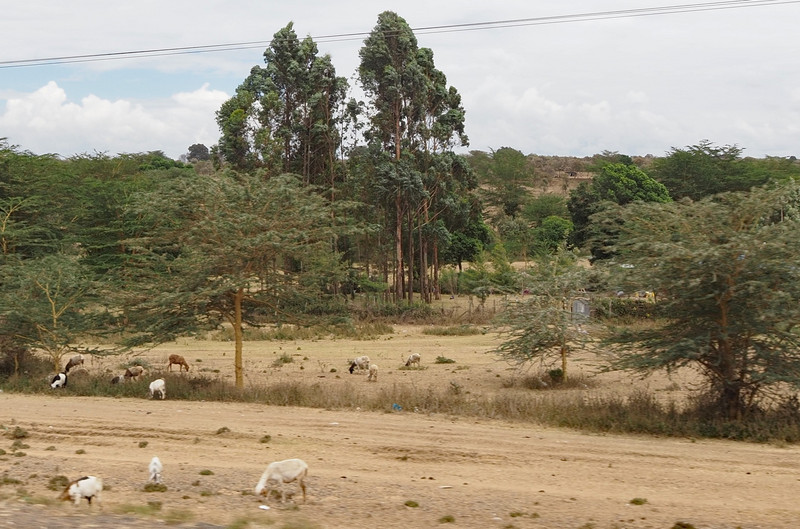 Kenyan countryside