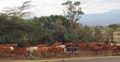 Cattle driven to regional market 