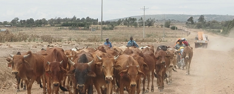 Cattle herders make use of the road 