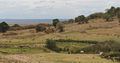Mara West landscape