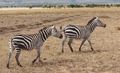 Swishing tails of zebras
