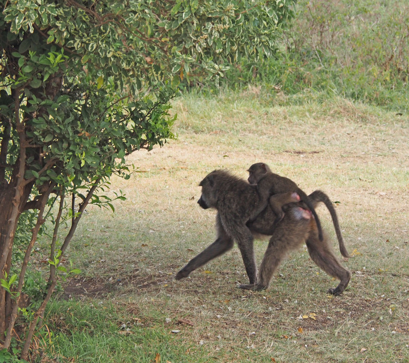 Baboon and baby 