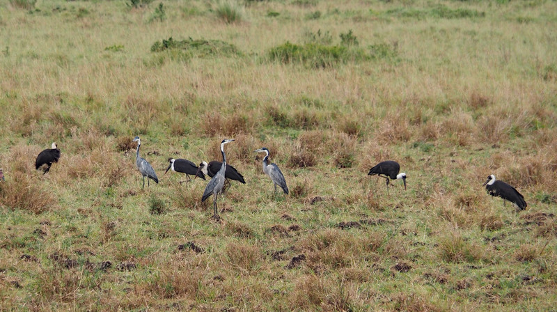 Black Headed Heron and Wooly Necked Storks  