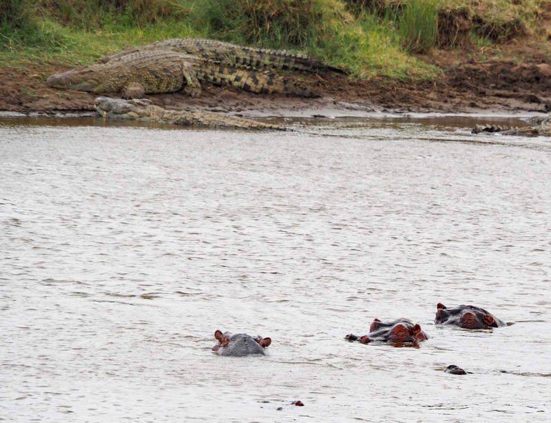 Nile Crocodiles and hippos 