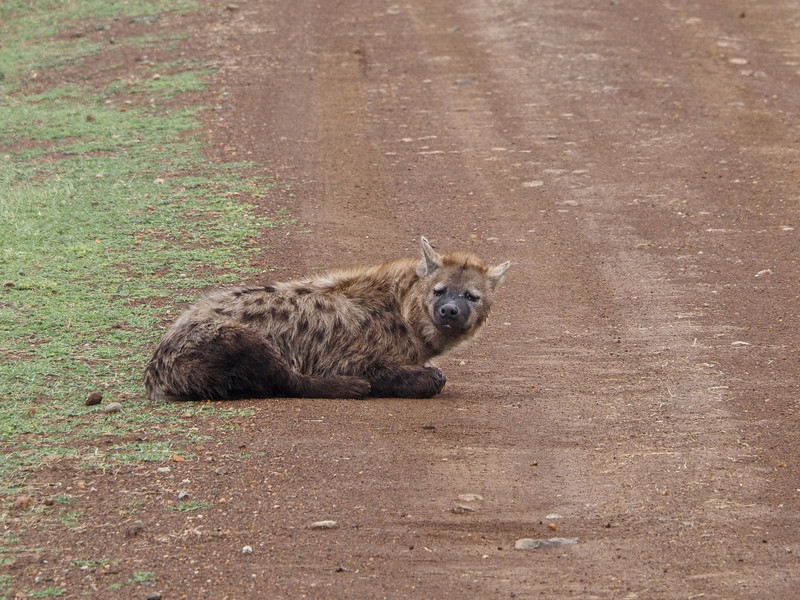Spotted Hyena, young male 