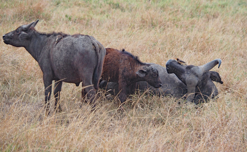 Buffalo with calves 