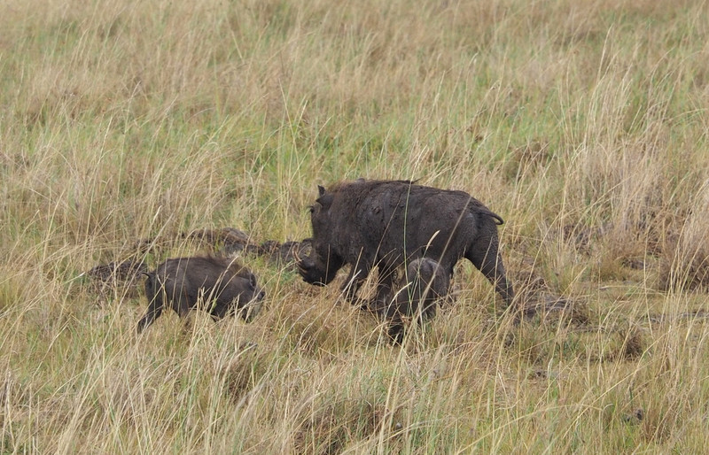 Muddy warthogs 