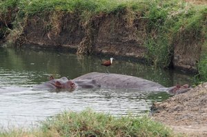 African Jacana on hippos 